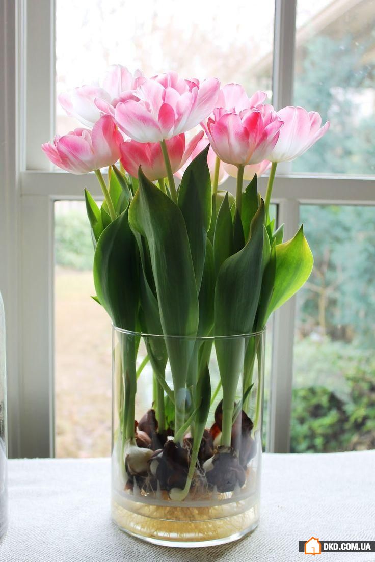 Квіти в інтер'єрі: 5 оригінальних способів озеленити квартиру