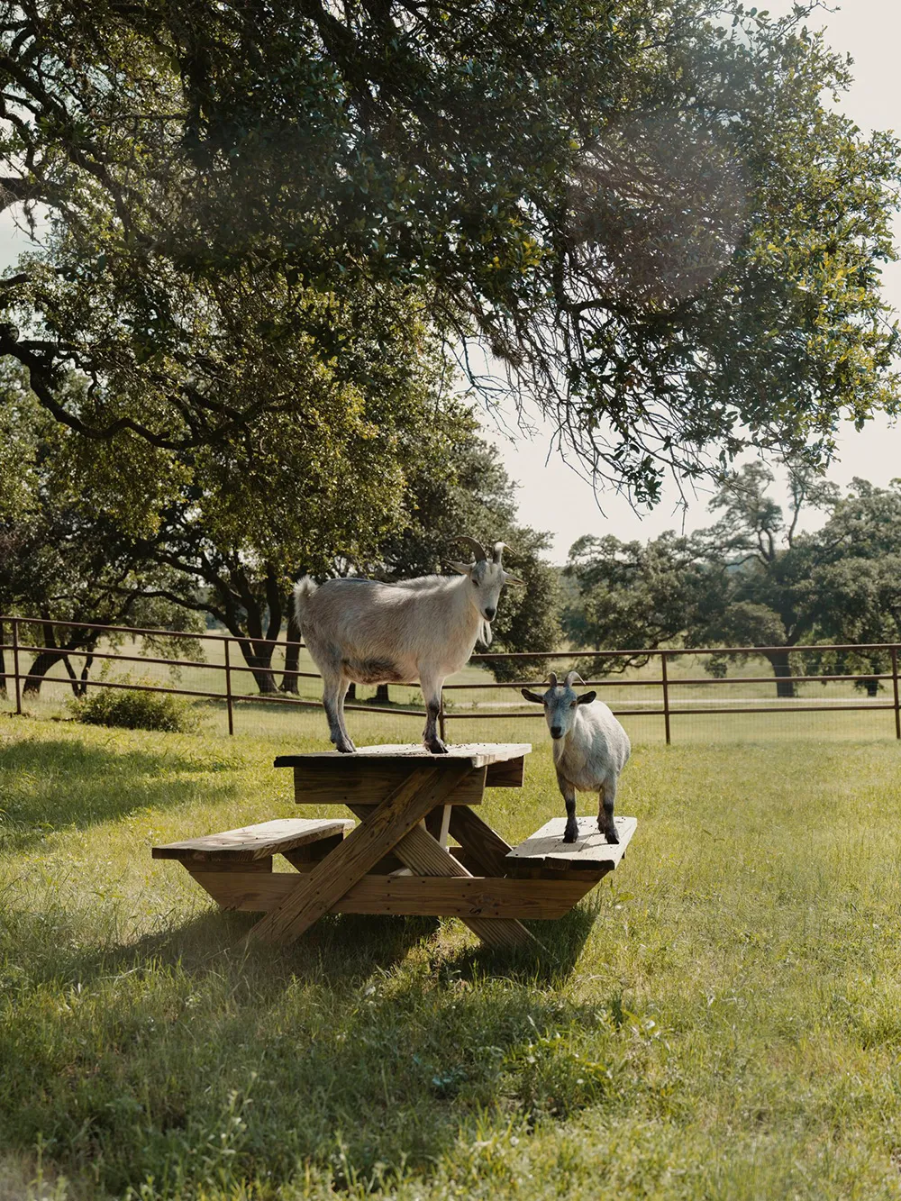 Calm Elegant Country Style in Modern Ranch Design in Texas - Gallery image 31