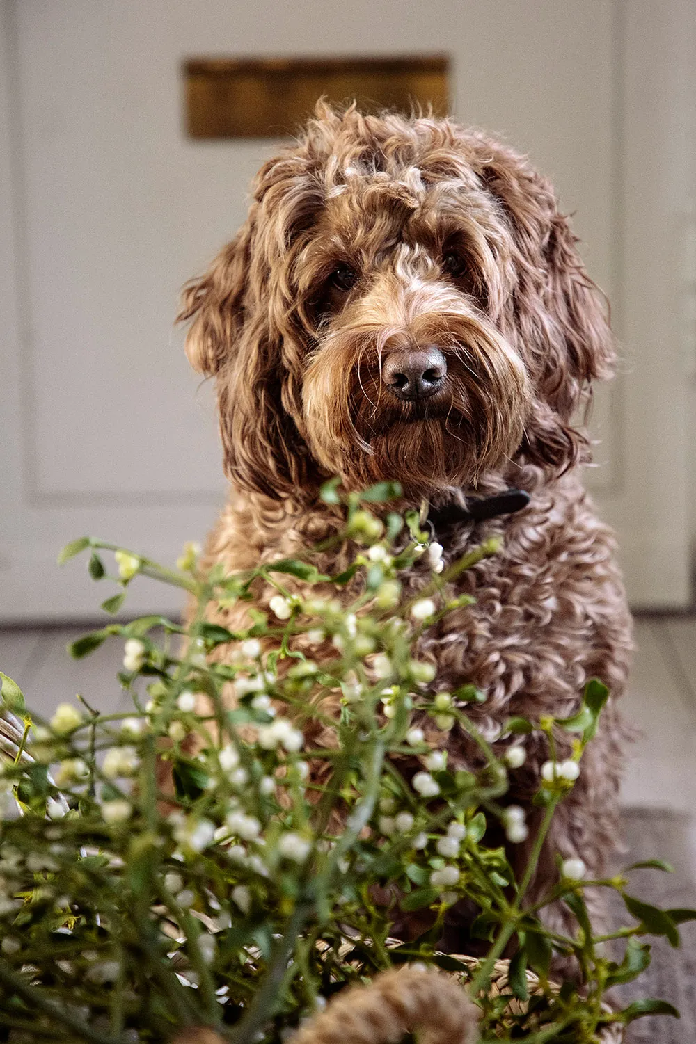आरामदायक स्कैंडिनेवियन इंटीरियर, शांतिपूर्ण शीतकालीन सजावट के साथ - Gallery image 11