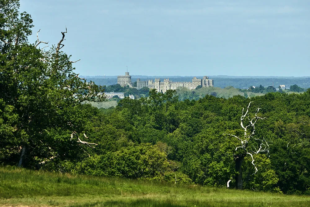 Un encantador coto inglés sumergido en la vegetación - Gallery image 32