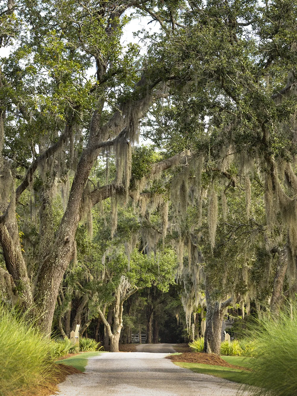 पारंपरिक लेकिन हल्का एवं आकर्षक: चार्ल्सटन में स्थित “आइलैंड हाउस” - Gallery image 25