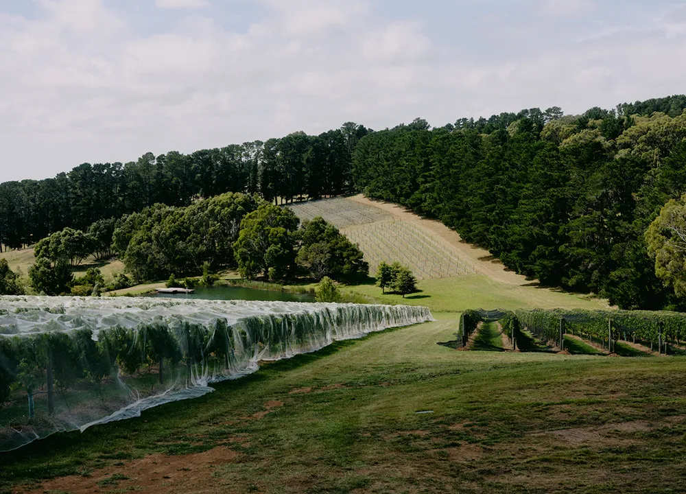 Großes und gemütliches Haus mitten in Weingärten in Melbourne - Gallery image 22