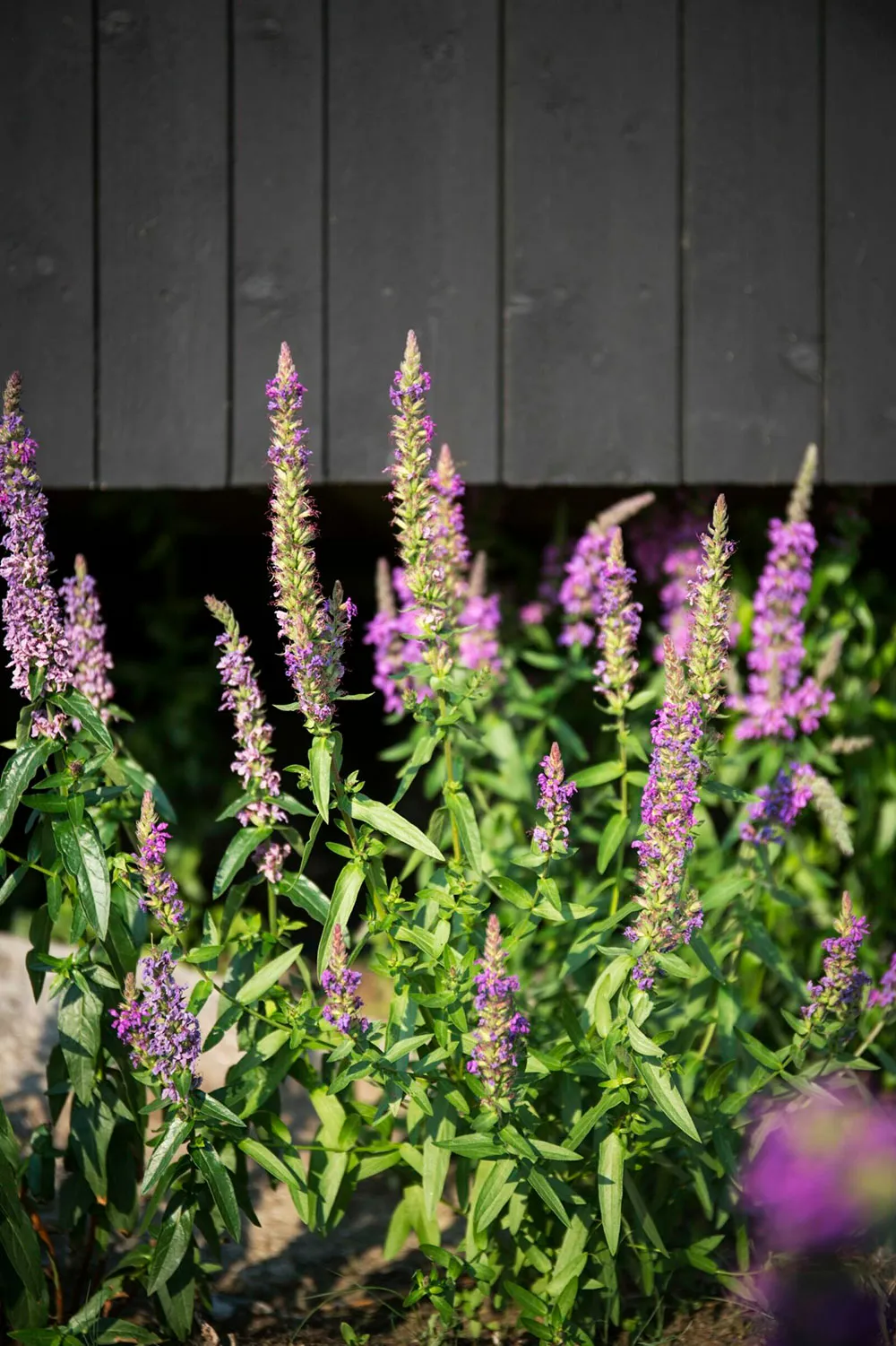 Maison «pour un dîner à la mer» de l'architecte Thomas Sandell (28 m²) - Gallery image 10