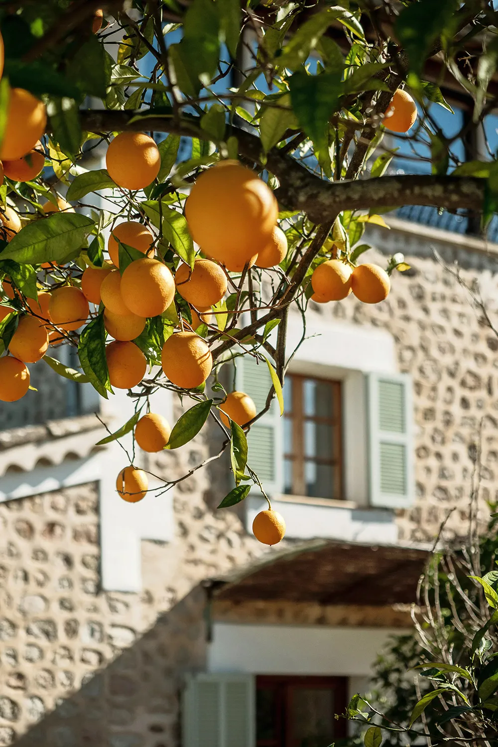 Schöne 100-jährige Villa auf Mallorca mit gemütlichen Interieurs - Gallery image 12