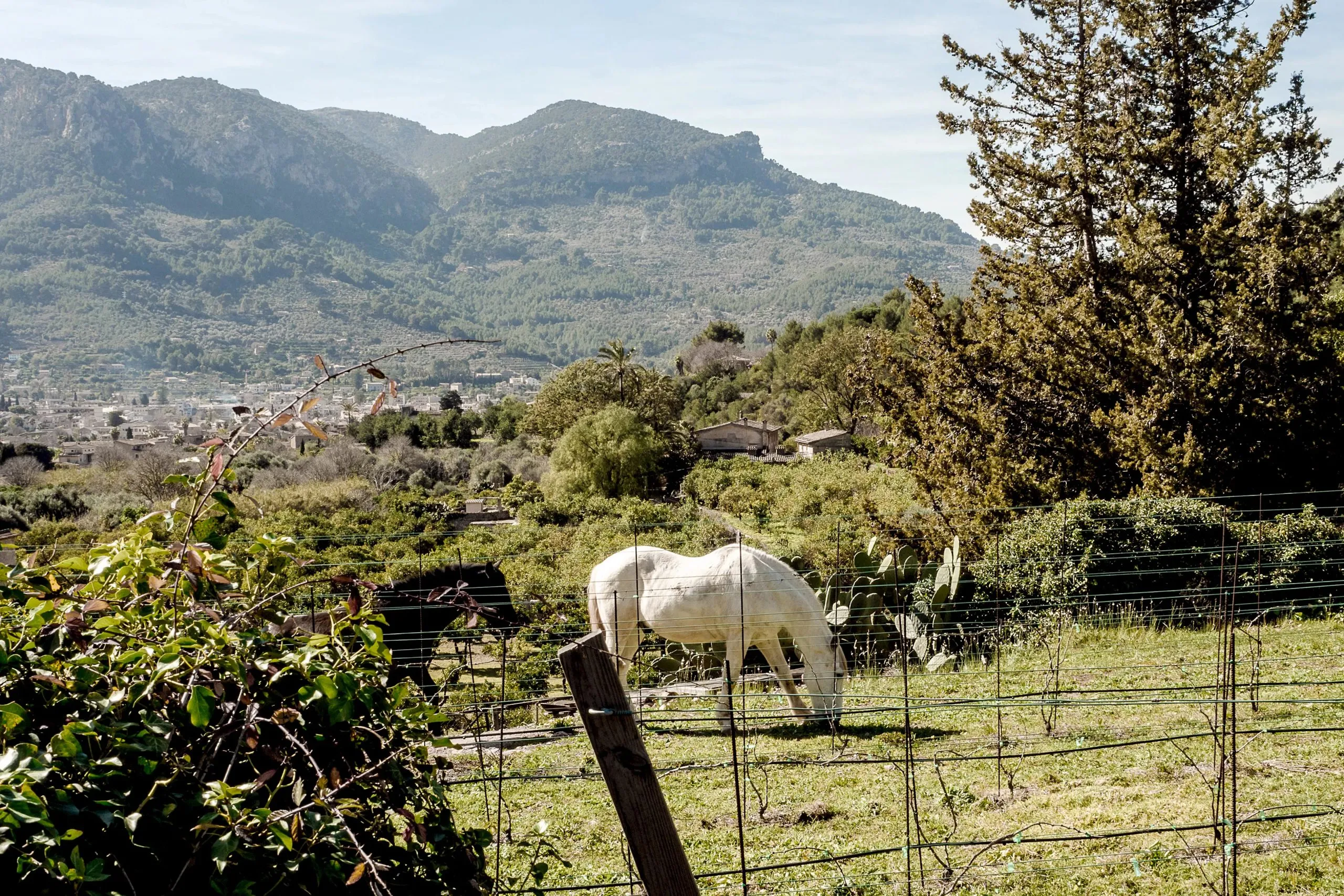 Schöne 100-jährige Villa auf Mallorca mit gemütlichen Interieurs - Gallery image 22