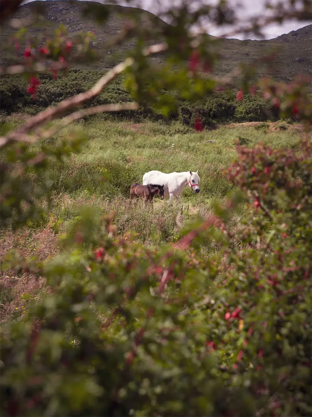 Красивая гамма в дизайне коттеджа посреди суровой природы Ирландии - Gallery image 25
