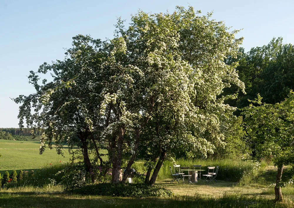 Une belle maison suédoise de campagne avec véranda et vues panoramiques - Gallery image 5