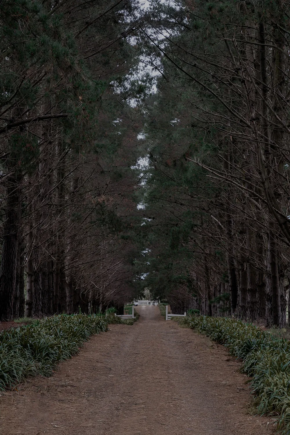 Teintes douces et lignes esthétiques : maison de détente moderne à Melbourne - Gallery image 16