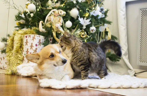 Photo: in style , Interior decoration, Yelena Zhdanova, Guide, Stepan Bugayev, Olga Shapovalova, Nailya Zотова, Oksana Panteleeva, Olga Kulikovskaya-Eshbi, Marina Zhukova, Pavel Zheleznov, Tatiana Gorkova, Mike Shilov, Katerina Chistova – photo on our site