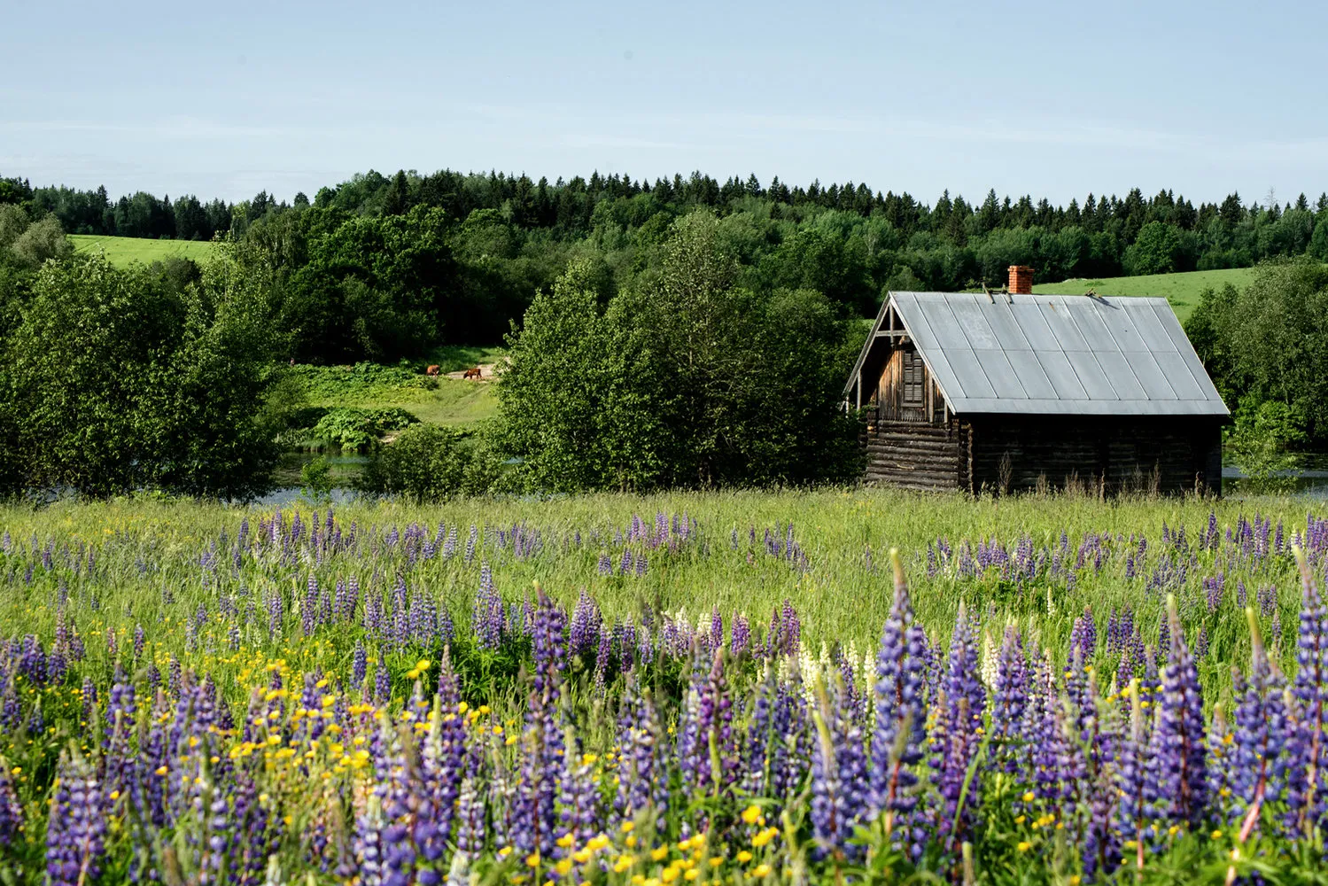 照片：风格，向导，娜塔莉亚·格拉杜索娃——我们网站上的照片