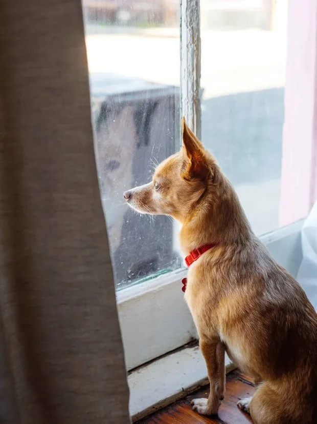 照片:北欧风客厅,折中风格,室内装饰,美国,粉色,如何布置租赁公寓,如何改善租赁公寓的内饰,租赁公寓装饰,明亮的室内设计,新奥尔良 – 我们网站上的照片
