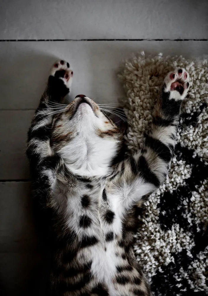 照片:室内设计、家居、新年、北欧风格室内、芬兰、超过90平方米、如何为新年装饰室内——我们网站上的照片