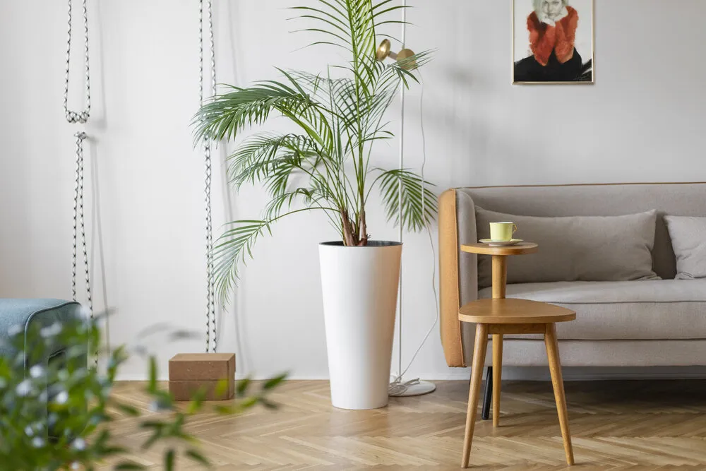 Design : Daria Kurchanova