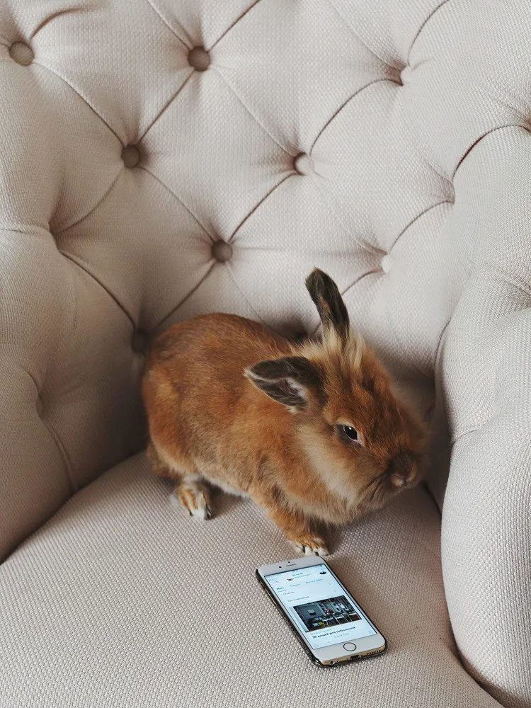 Foto: im Stil , Küche und Esszimmer, Wohnzimmer, Guide, Haustiere, Haustierhaustiere – Fotos auf unserer Website