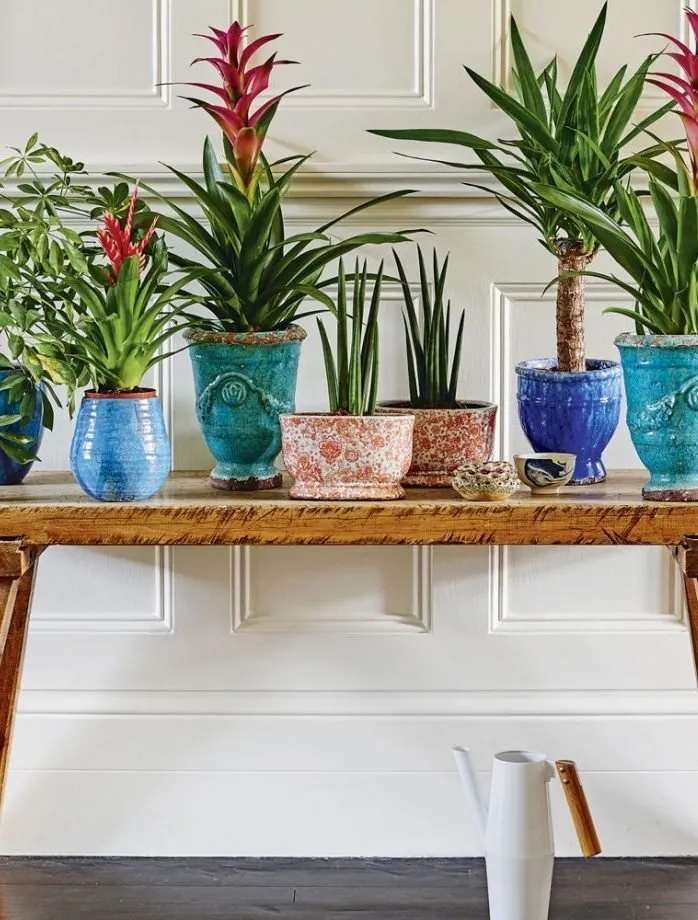 照片:花艺风格,室内装饰,绿色,室内盆栽植物,浴室室内植物 – 来自我们网站的照片