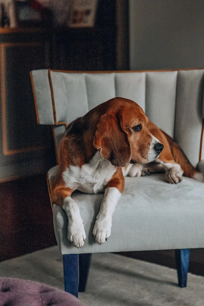 Foto: im Stil , Küche und Esszimmer, Wohnzimmer, Guide, Haustiere, Haustierhaustiere – Fotos auf unserer Website