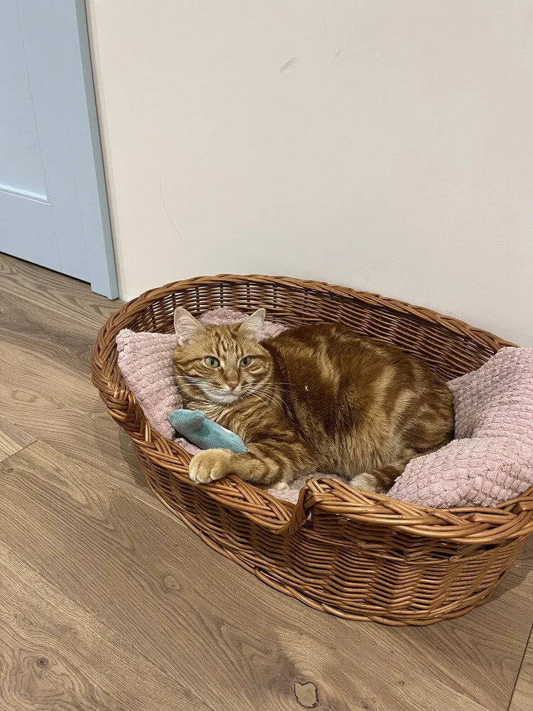 Foto: Estilo, Apartamento, Reparación en la práctica, 4 o más habitaciones, Más de 90 metros cuadrados – fotos en nuestro sitio web