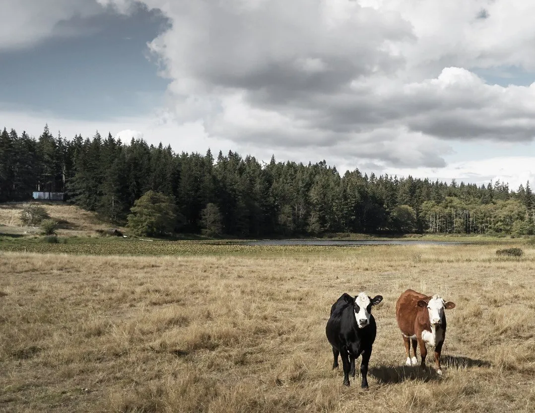 照片:现代风格、房屋、极简主义、米色、灰色、家居与小屋 – 网站上的照片