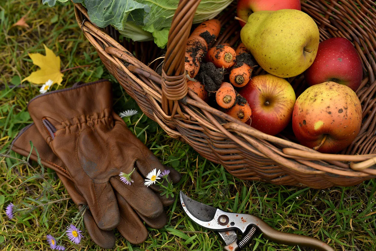 Фотографія: в стилі , дачний участок, підготовка дачного участку, LIFESTYLE, осенні роботи, садові роботи, садові роботи осінню, дачні роботи, як зберегти врожай, як не пошкодити врожай, справи на дачі, які не можна відкладати – фото на нашому сайті
