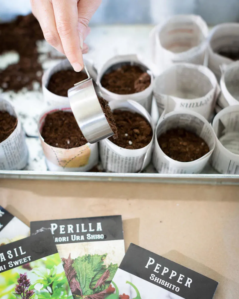 Photo: in style , Garden, Home and Dacha, DIY Garden, Plants, Plants for Dacha, Seedlings – photo on our site