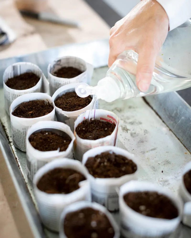 Photo: in style , Garden, Home and Dacha, DIY Garden, Plants, Plants for Dacha, Seedlings – photo on our site