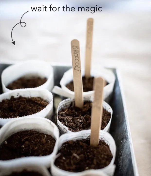 Photo: in style , Garden, Home and Dacha, DIY Garden, Plants, Plants for Dacha, Seedlings – photo on our site