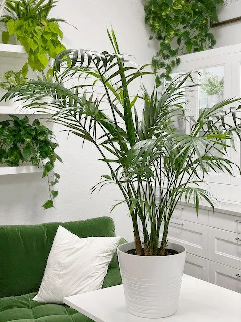 Photo : pinterest.ru