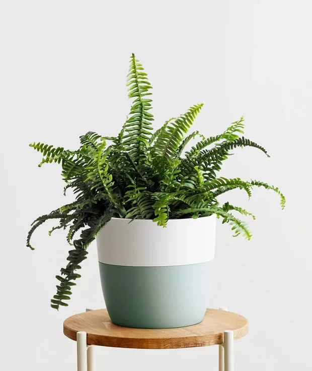 Photo : pinterest.ru