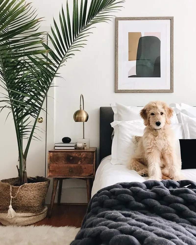 照片:北欧风格卧室、技巧、清洁、春季大扫除、隔离——我们网站上的照片