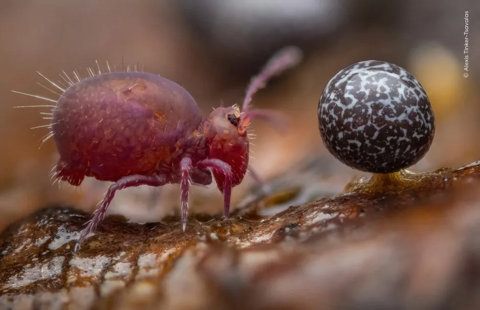 Foto: Wildlife Photographer – Foto auf unserer Website