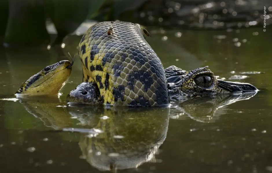 Foto: Wildlife Photographer – Foto auf unserer Website