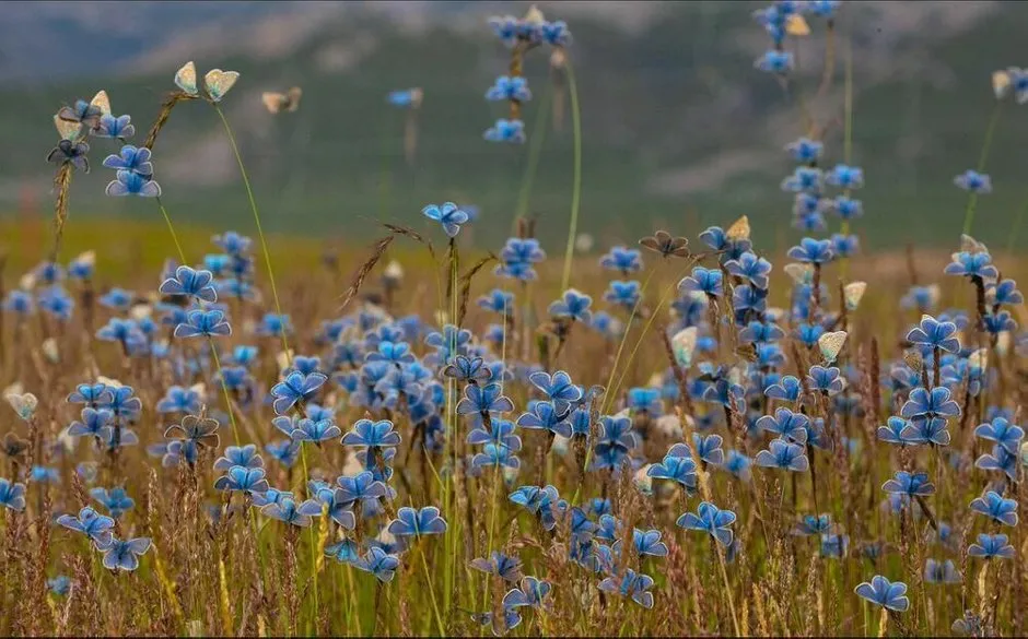 Foto: Wildlife Photographer – Foto auf unserer Website