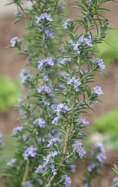 照片:普罗旺斯与乡村客厅,室内植物指南 – 我们网站上的照片