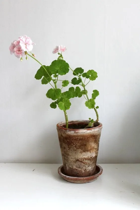 照片:北欧浴室,室内植物指南 – 我们网站上的照片