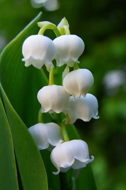 照片:古典厨房与餐厅,室内植物指南 – 我们网站上的照片