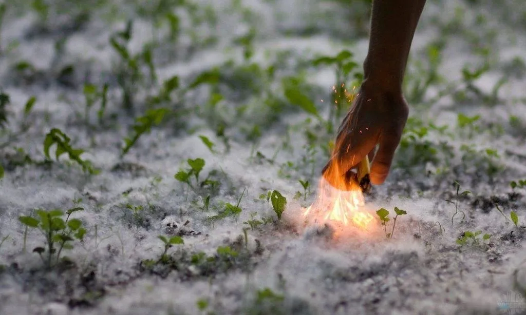 照片:风格,建议,清洁,过敏,杨树绒 – 我们网站上的照片