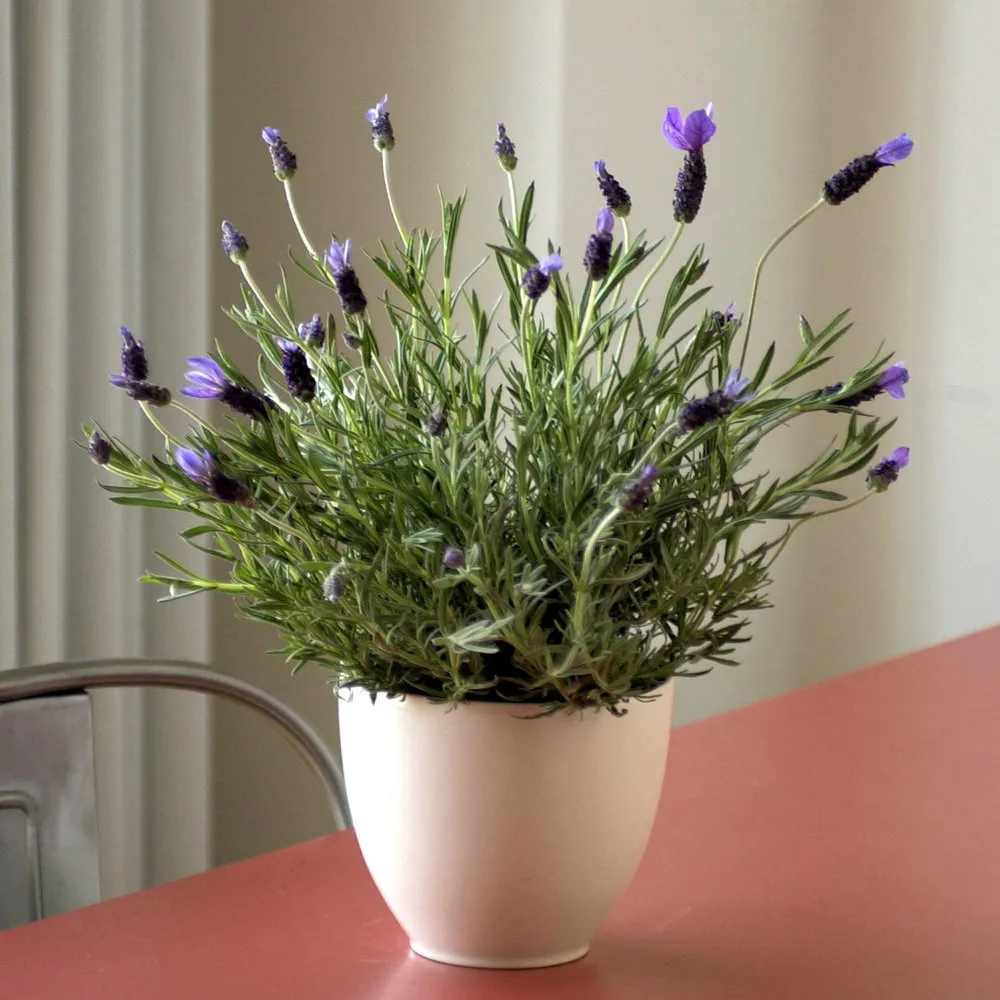 Photo: in style, Floristry, Tips – photo on our website