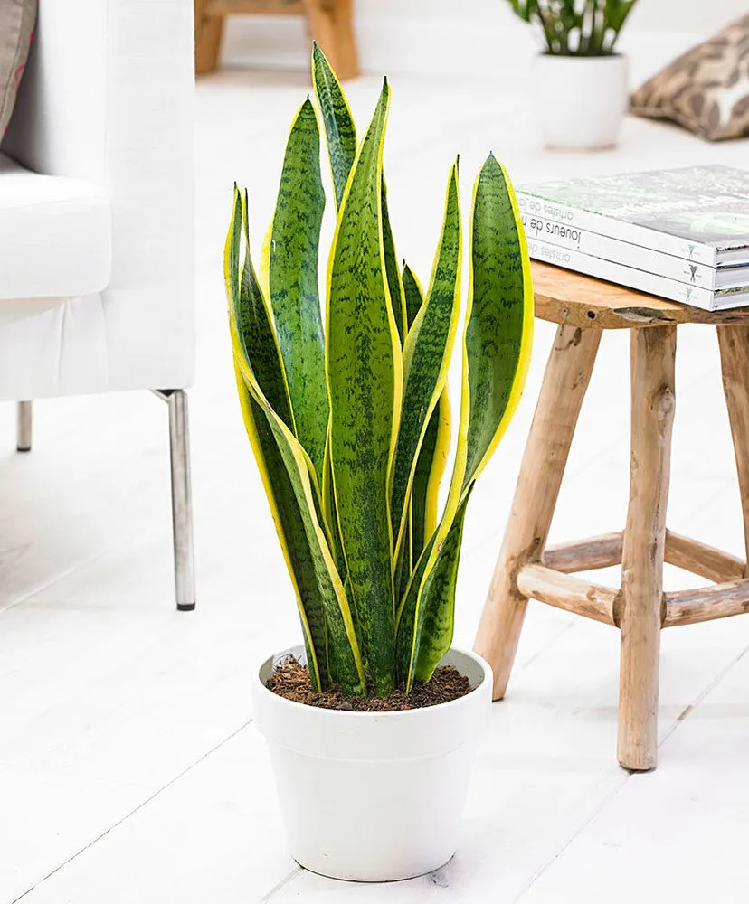 Photo: in style , Interior decoration, Floristry, Tips – photo on our website