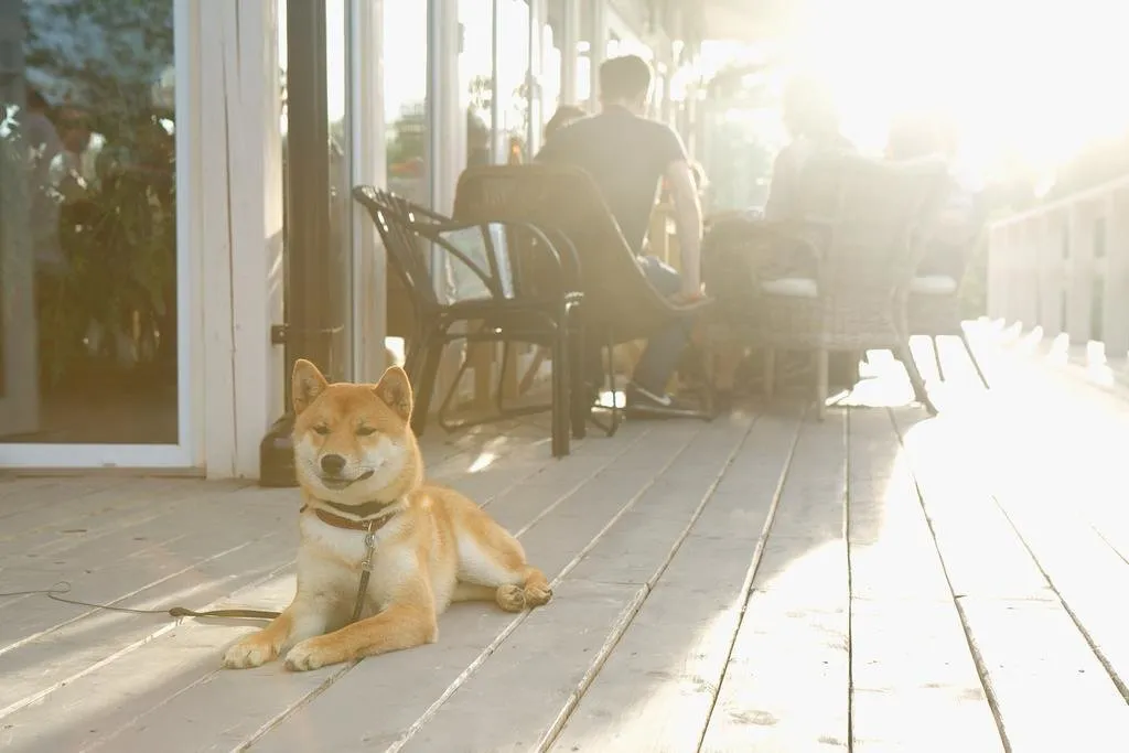 照片：现代风格厨房和餐厅，指南 – 我们网站上的照片