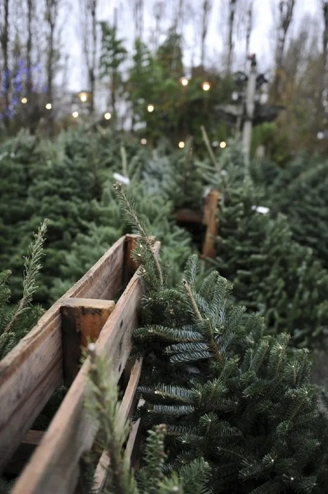 Photo: landscape, Tips, Home and Dacha, Petr Lari, Derevo Park – photo on our site