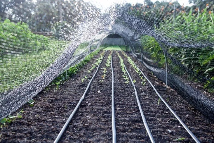 摄影师：艾米莉·霍尔