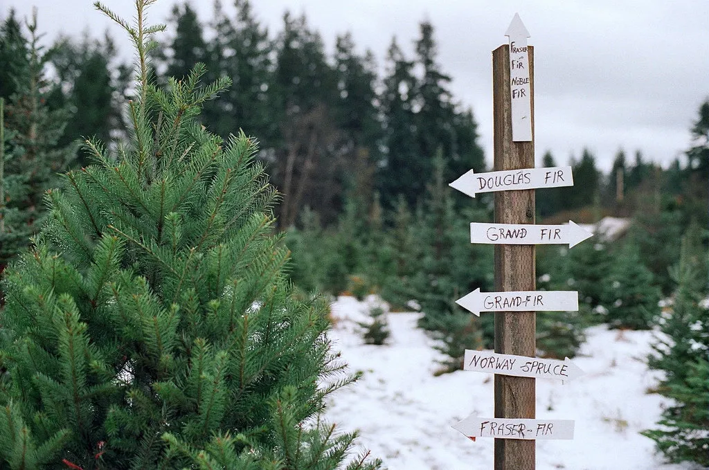 Photo: landscape, Tips, Home and Dacha, Petr Lari, Derevo Park – photo on our site