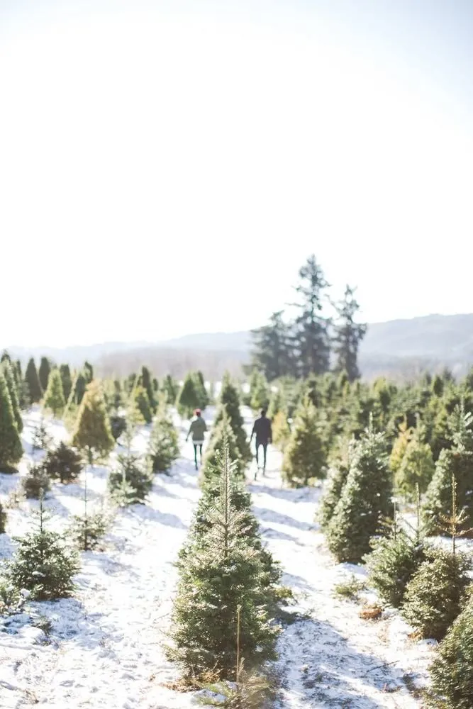 Photo: landscape, Tips, Home and Dacha, Petr Lari, Derevo Park – photo on our site