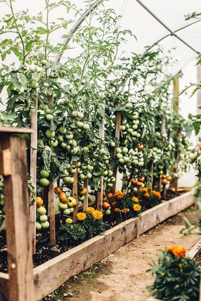 照片：乡村风格、景观、小贴士、家居与花园、乡村地块、春园、如何为花园选择植物、植物 – 我们网站上的照片