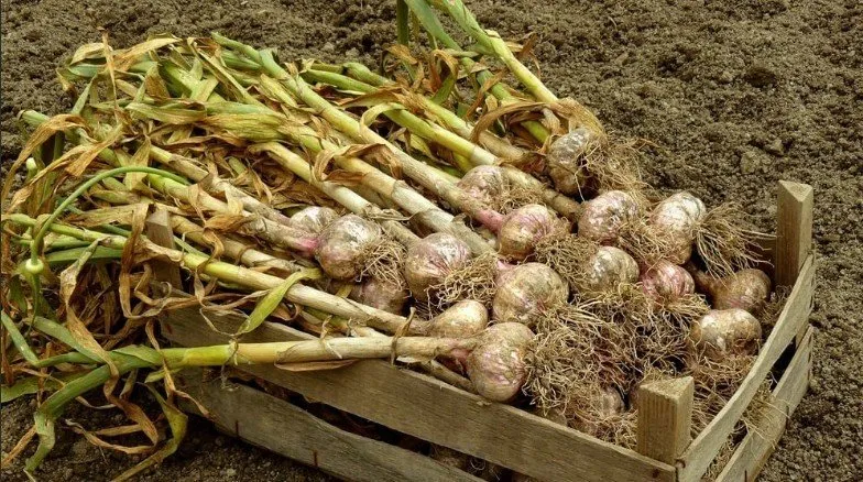 Фотографія: Гостьова в стилі Сучасний, Поради, Дім і дача – фото на нашому сайті