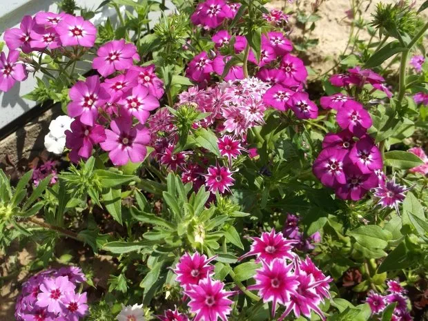 Фотография: в стиле , Ландшафт, Флористика, Советы, Дача – фото на нашем сайте