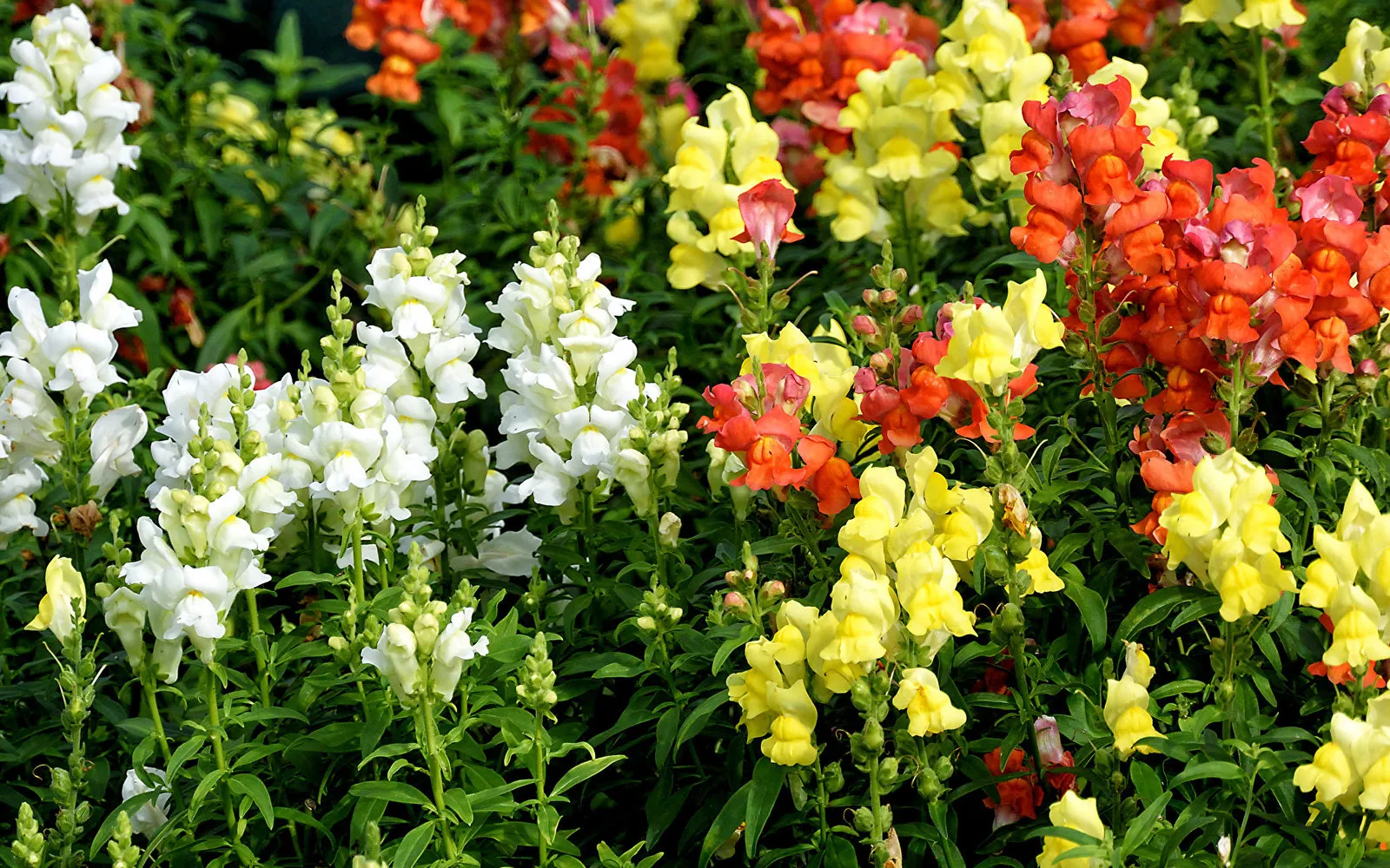 Фотография: в стиле , Ландшафт, Флористика, Советы, Дача – фото на нашем сайте