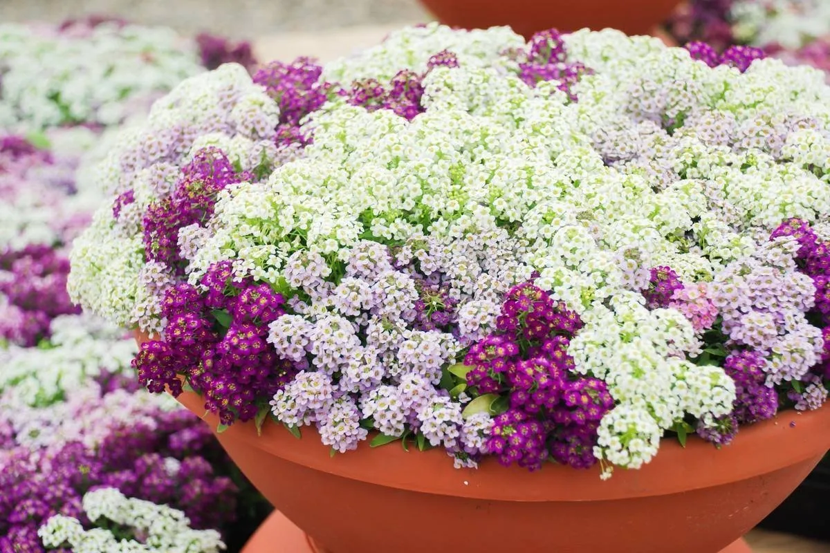 Фотография: в стиле , Ландшафт, Флористика, Советы, Дача – фото на нашем сайте