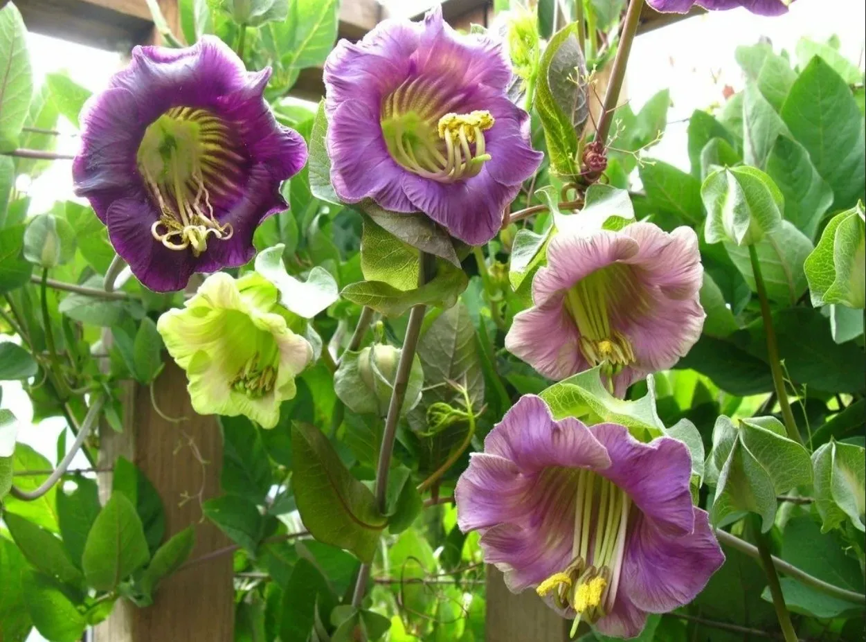 Фотография: в стиле , Ландшафт, Флористика, Советы, Дача – фото на нашем сайте