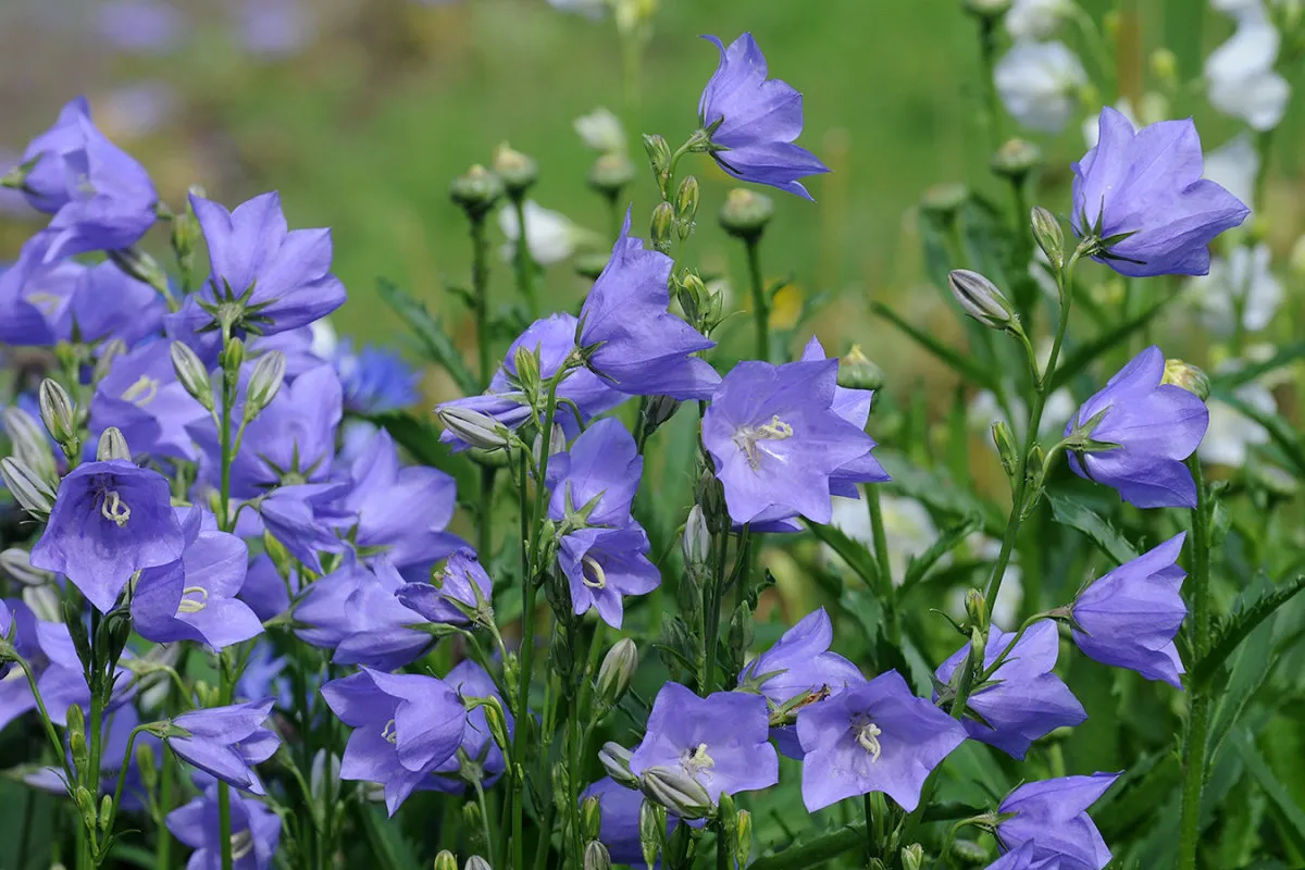 Фотография: в стиле , Ландшафт, Флористика, Советы, Дача – фото на нашем сайте